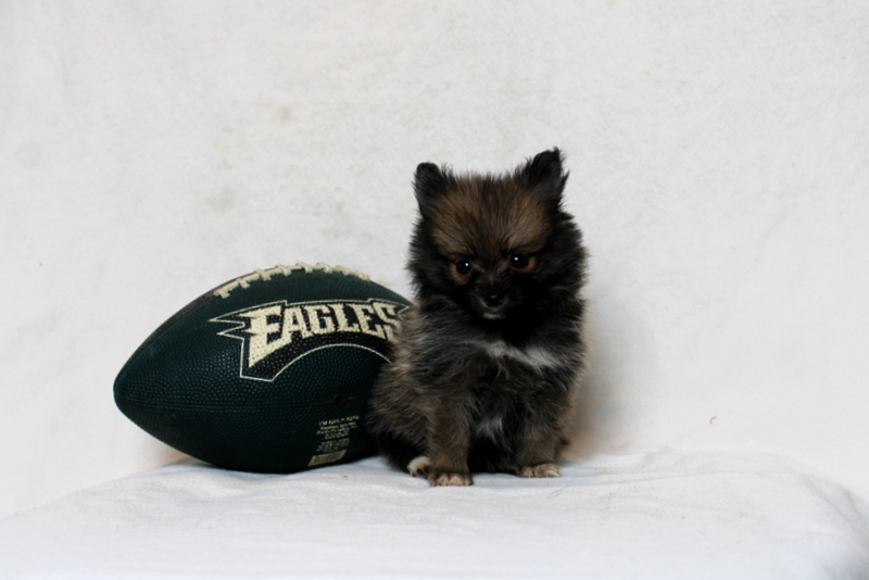 puppy, for, sale, Pomeranian, Matthew B. Stoltzfus, dog, breeder, Gap, PA, dog-breeder, puppy-for-sale, forsale, nearby, find, puppyfind, locator, puppylocator, aca